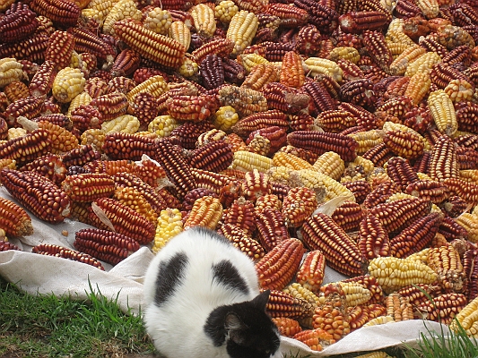 salkentay_trail_hike_018