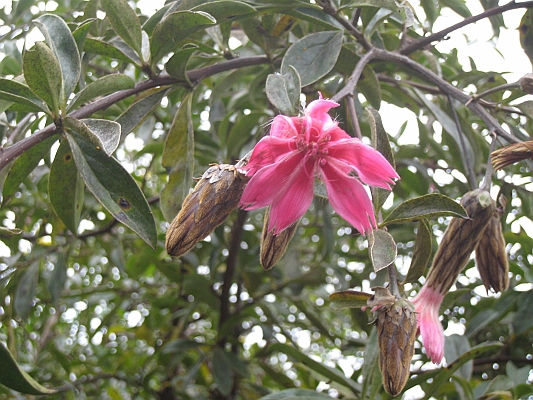 salkentay_trail_hike_169