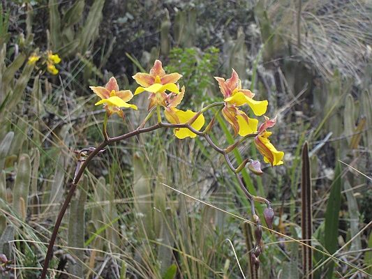 salkentay_trail_hike_170