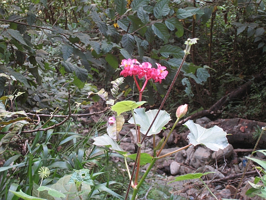 salkentay_trail_hike_251