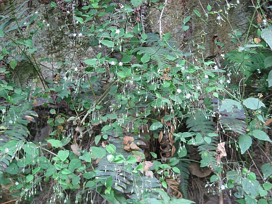 salkentay_trail_hike_252