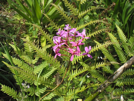 salkentay_trail_hike_254