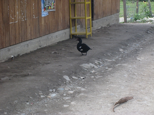 salkentay_trail_hike_269