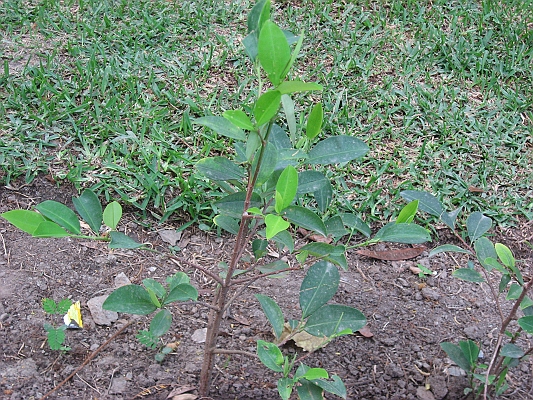 salkentay_trail_hike_289