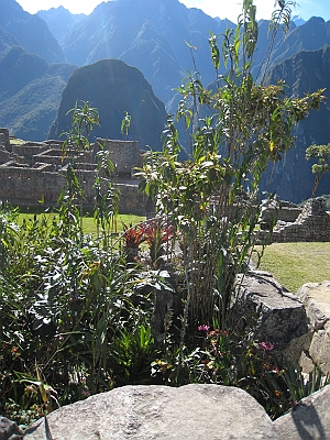 machu_picchu_081
