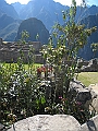 machu_picchu_081